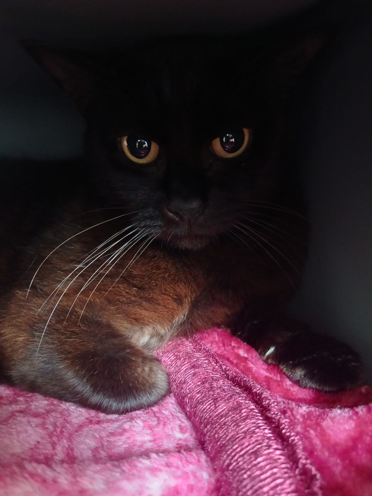 Gallery image: Heimo