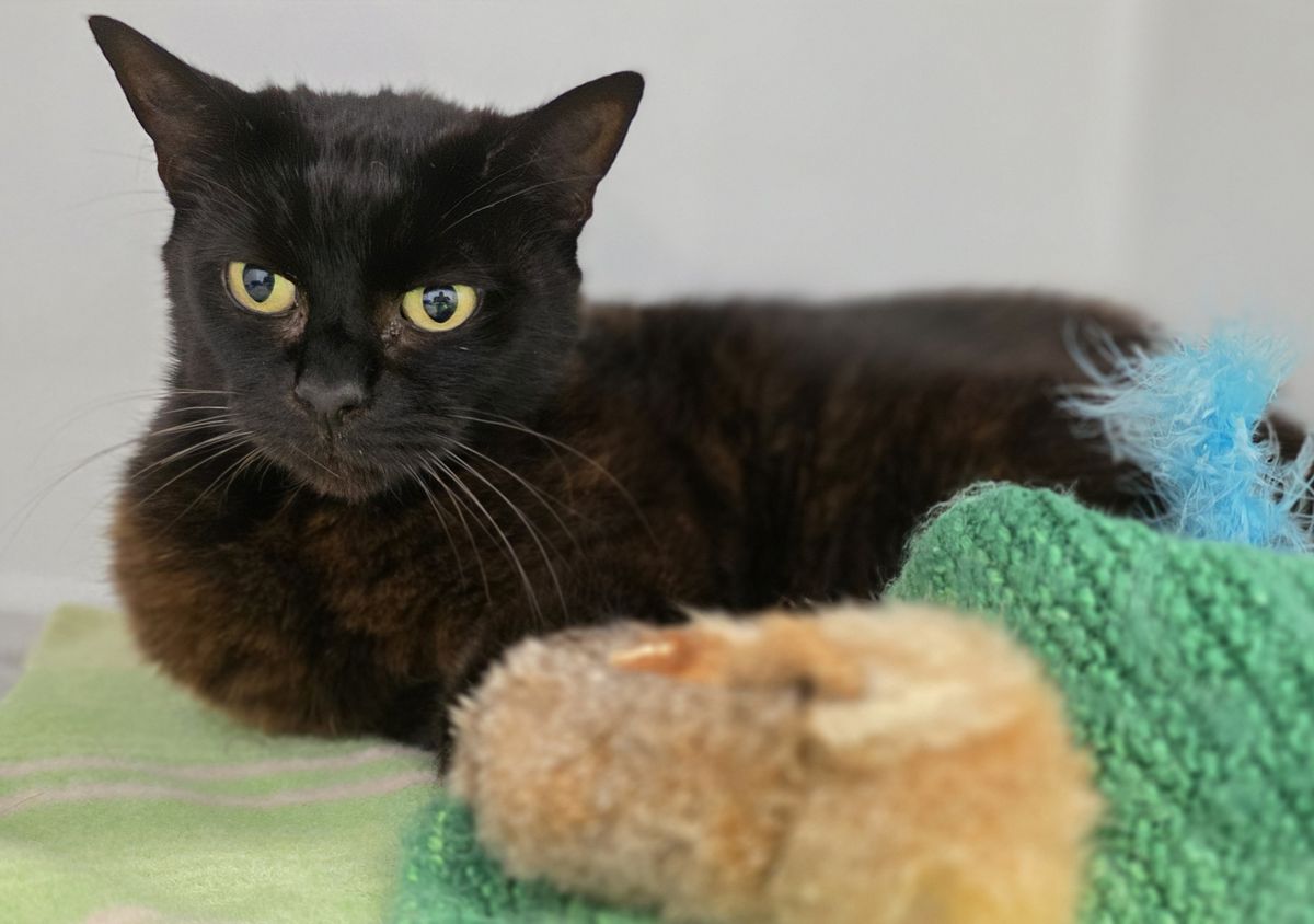 Gallery image: Heimo