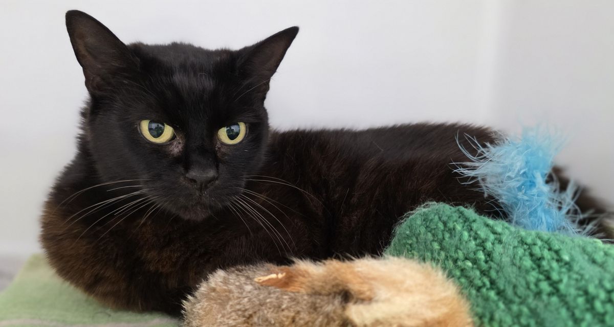 Gallery image: Heimo