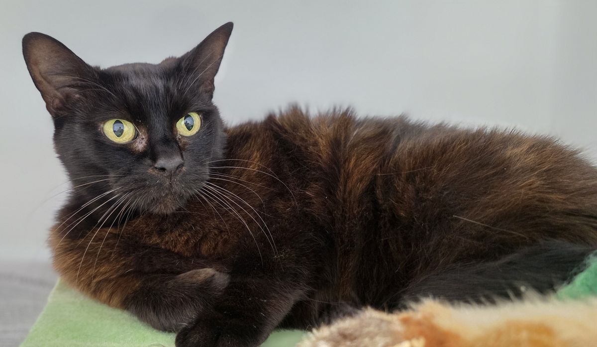 Gallery image: Heimo