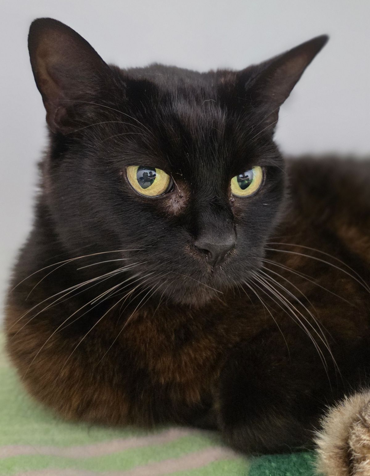 Gallery image: Heimo