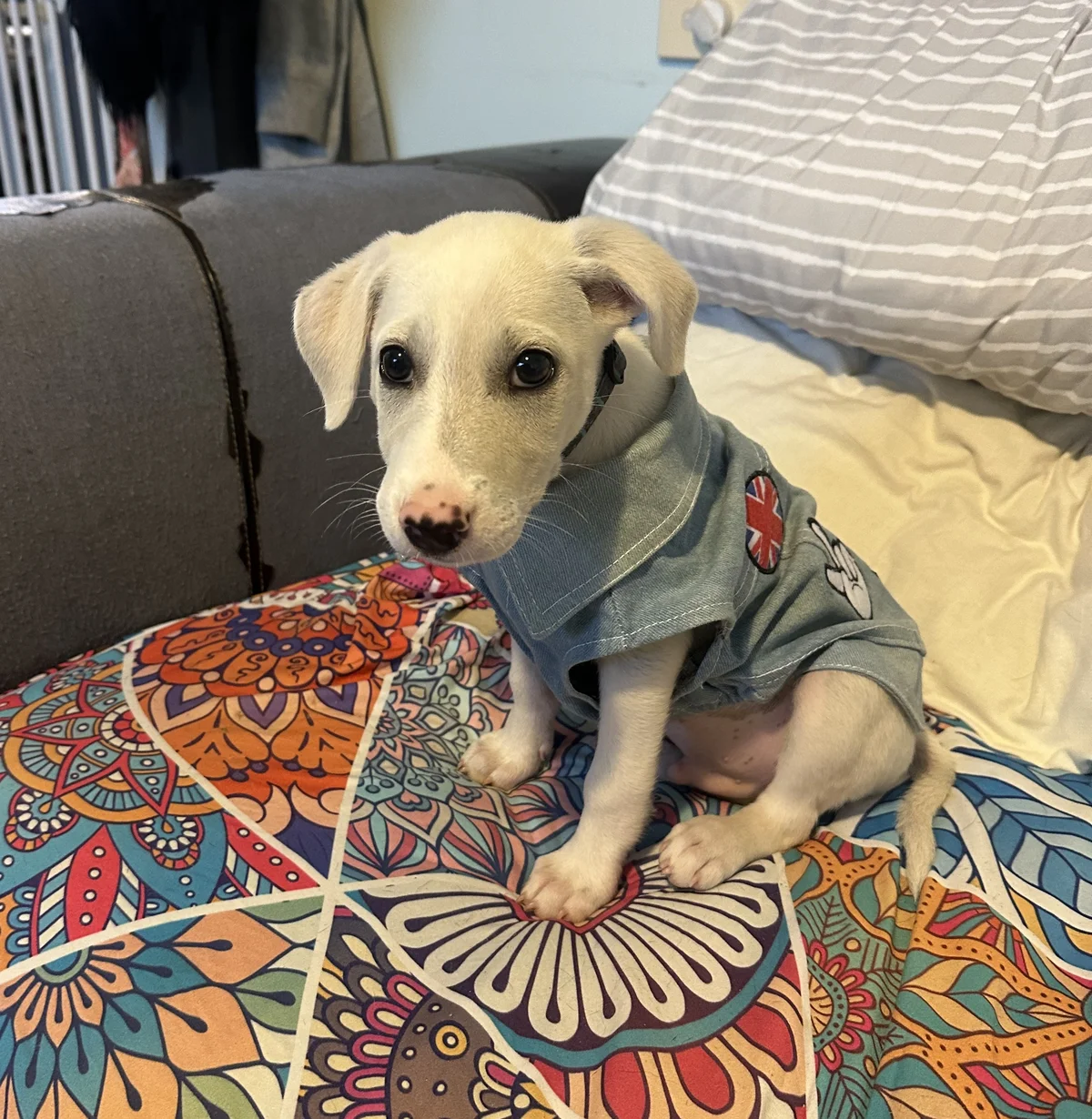 Gallery image: Timone