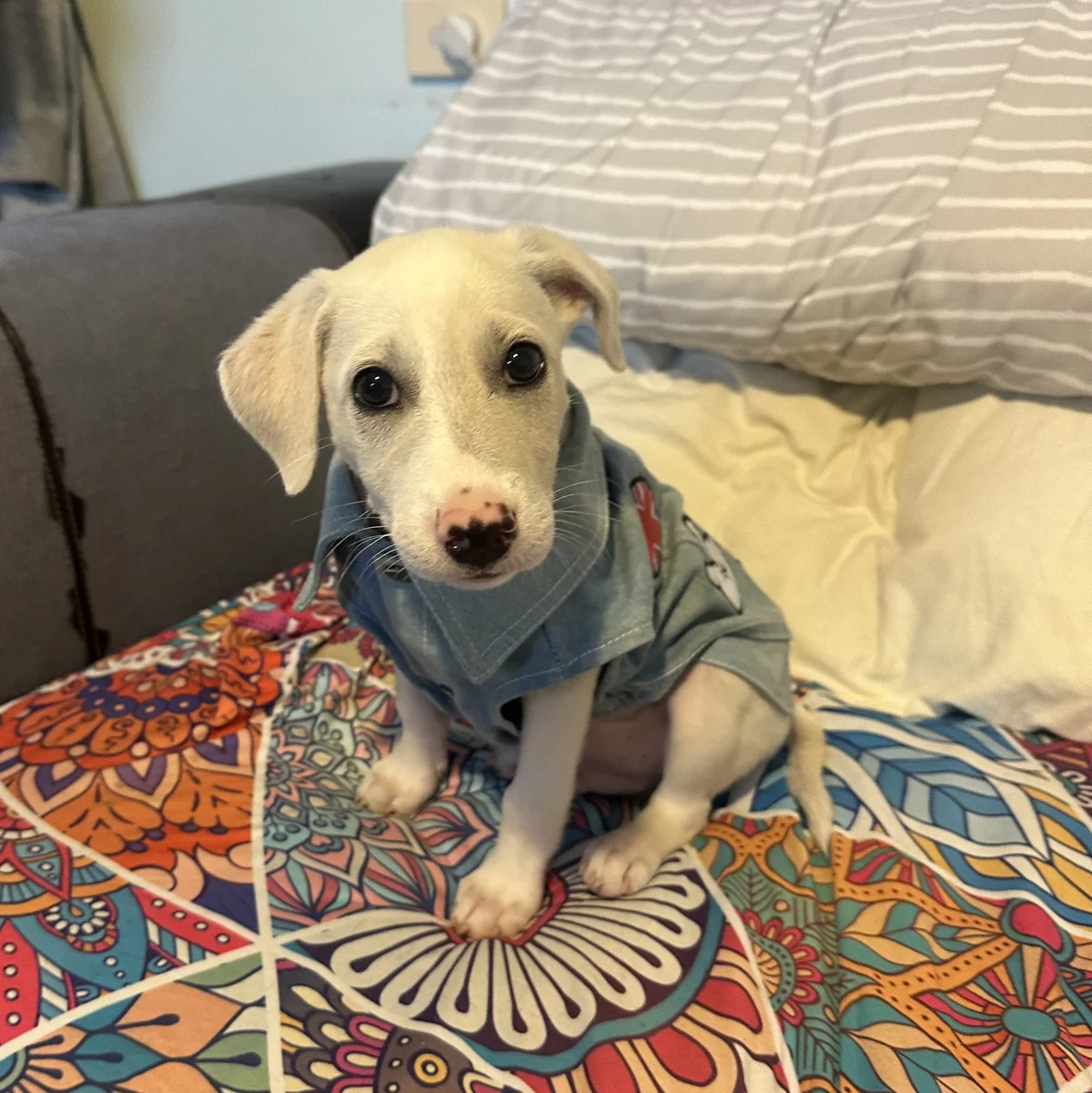 Gallery image: Timone