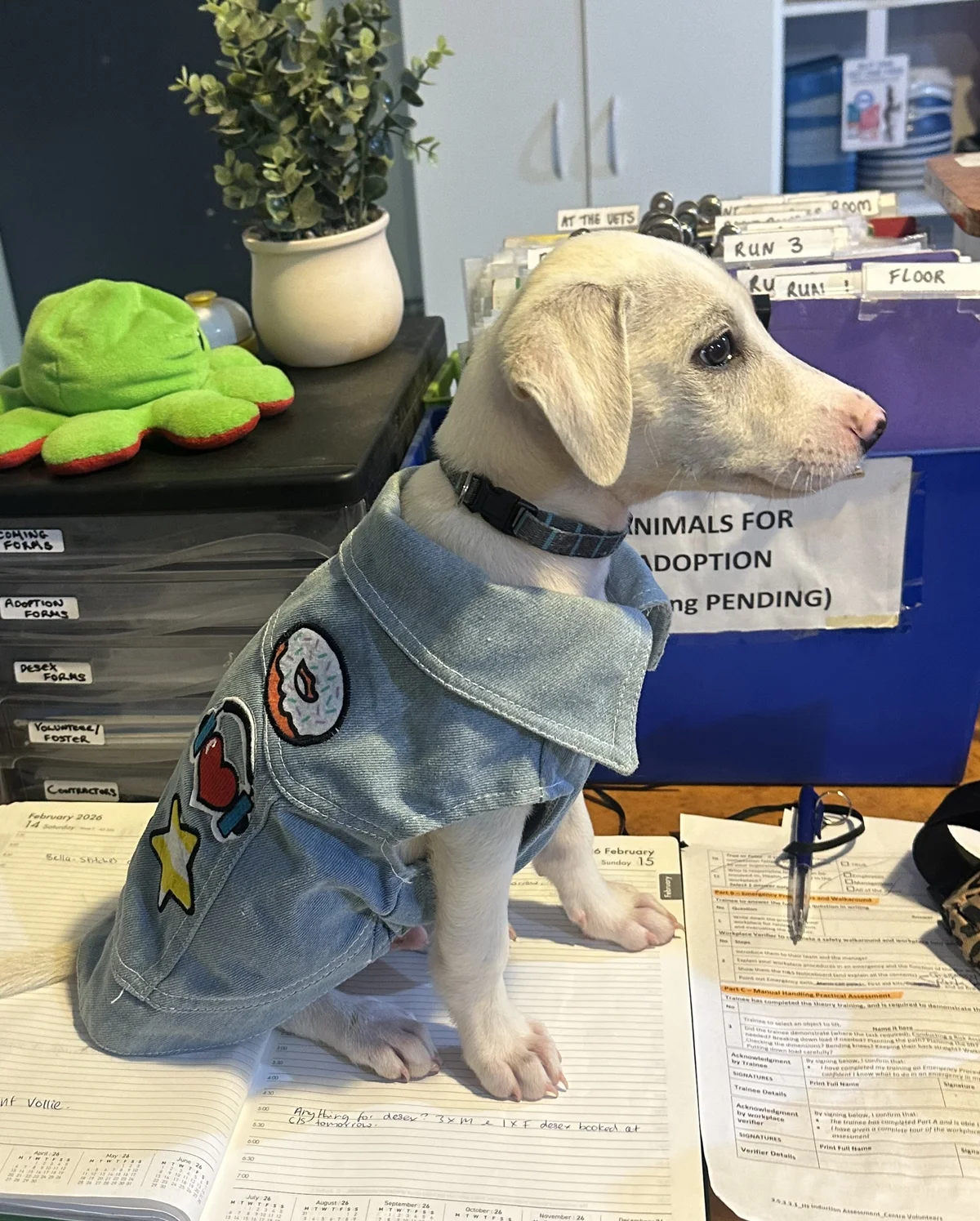 Gallery image: Timone