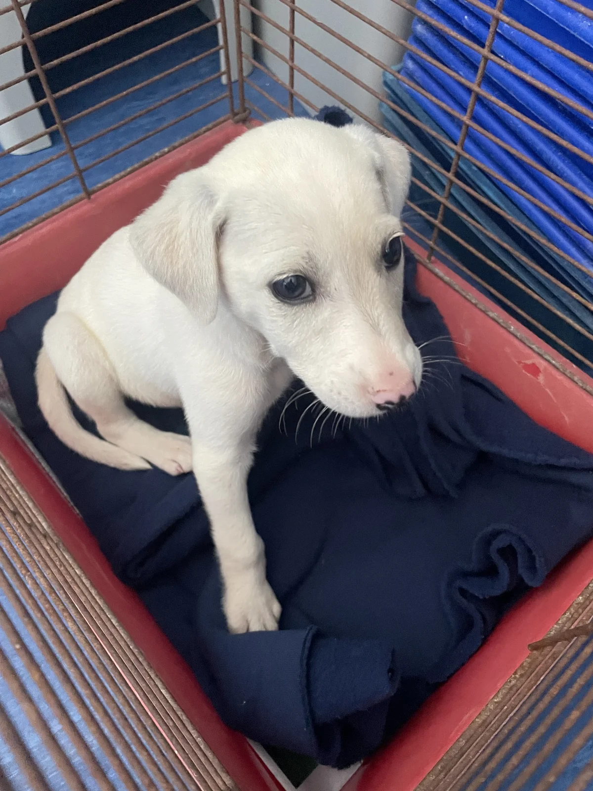 Gallery image: Timone