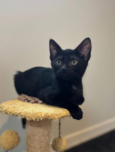 Squiddy  - Domestic Short Hair