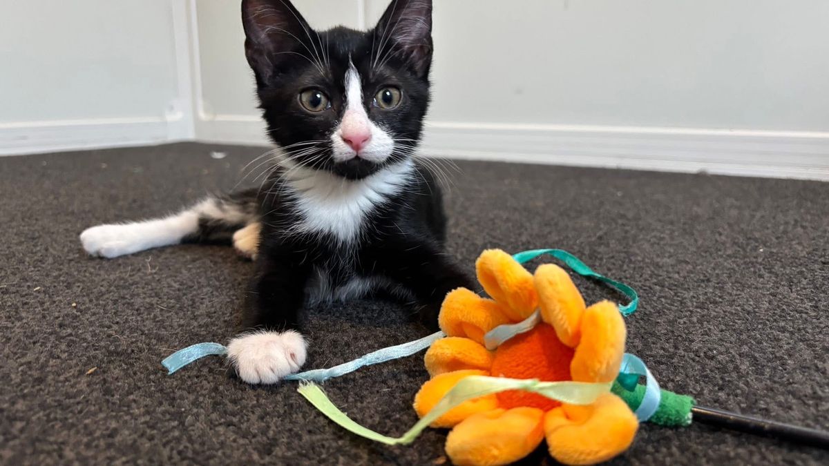 Gallery image: Sprout 