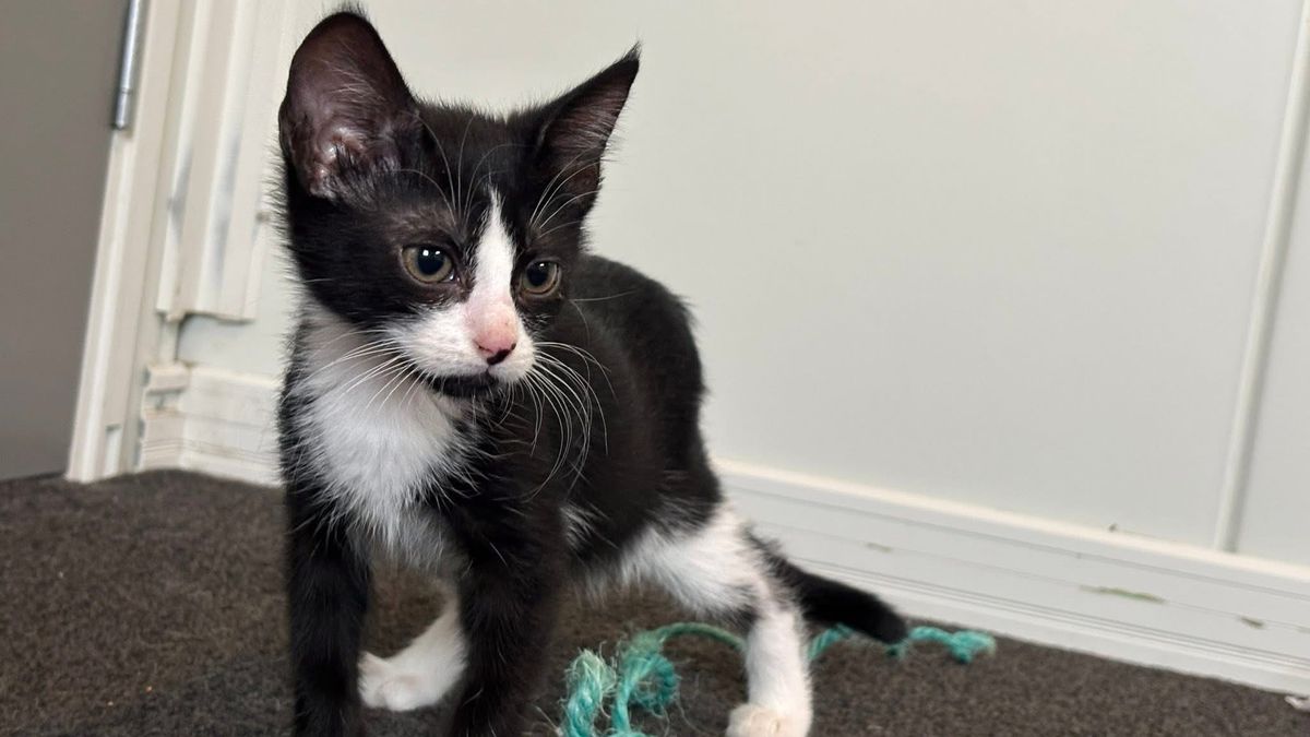 Gallery image: Smudge 