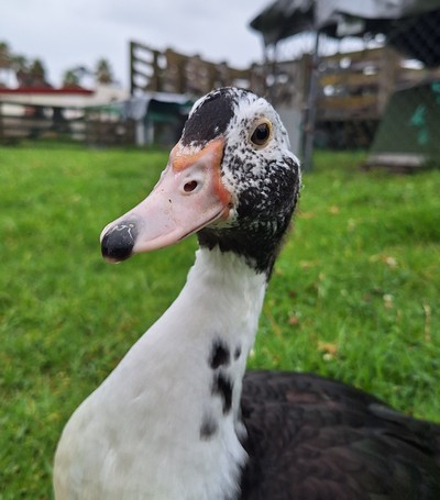 Wiggle Fizz - Ducks-Muscovy