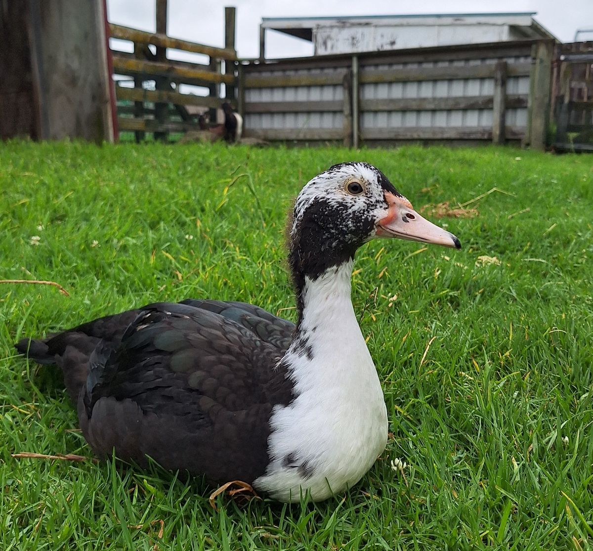 Gallery image: Wiggle Fizz