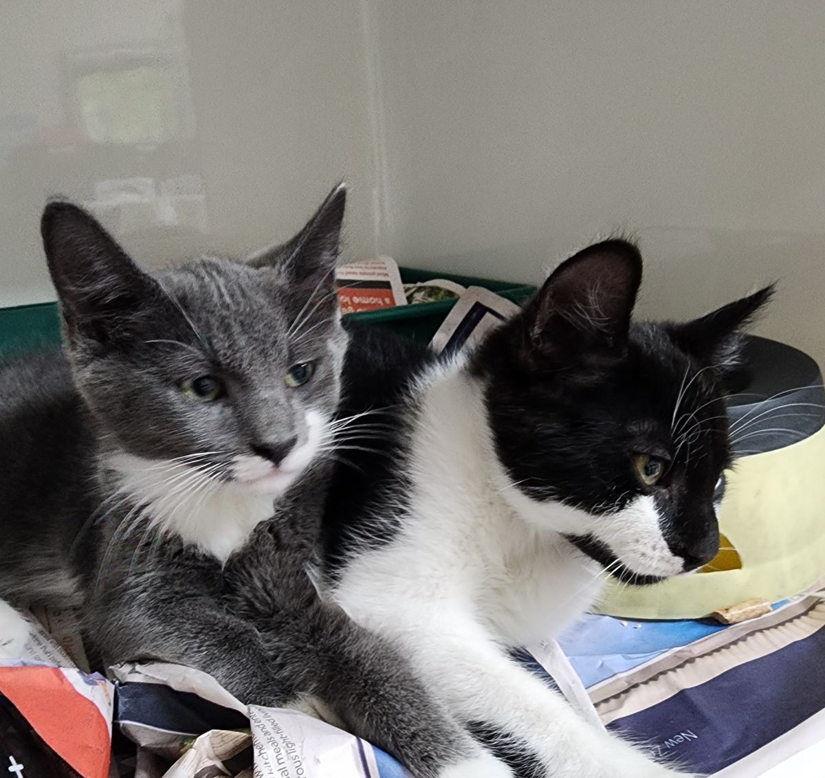 Gallery image: Tommy