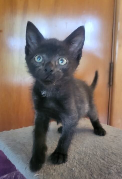 Gallery image: Denny