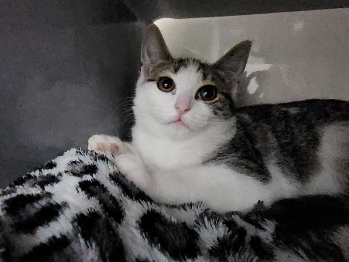 Gallery image: Basil