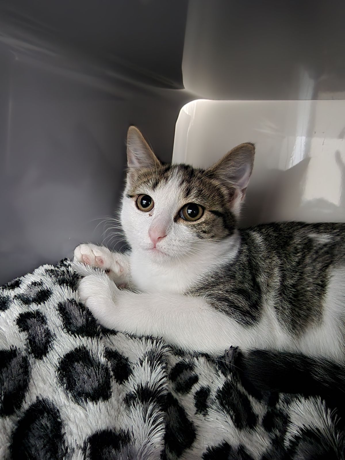 Gallery image: Basil