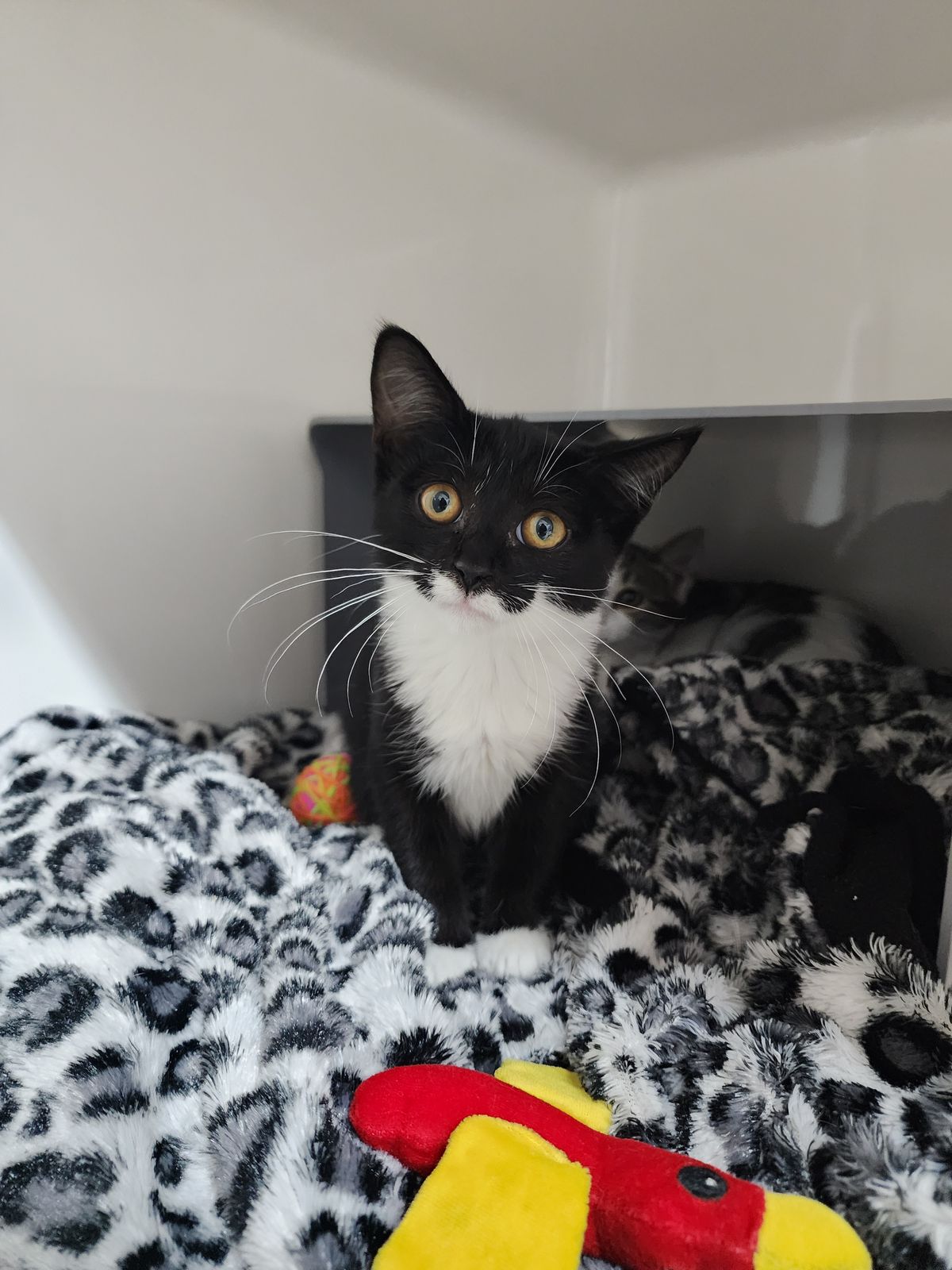 Gallery image: Oregano