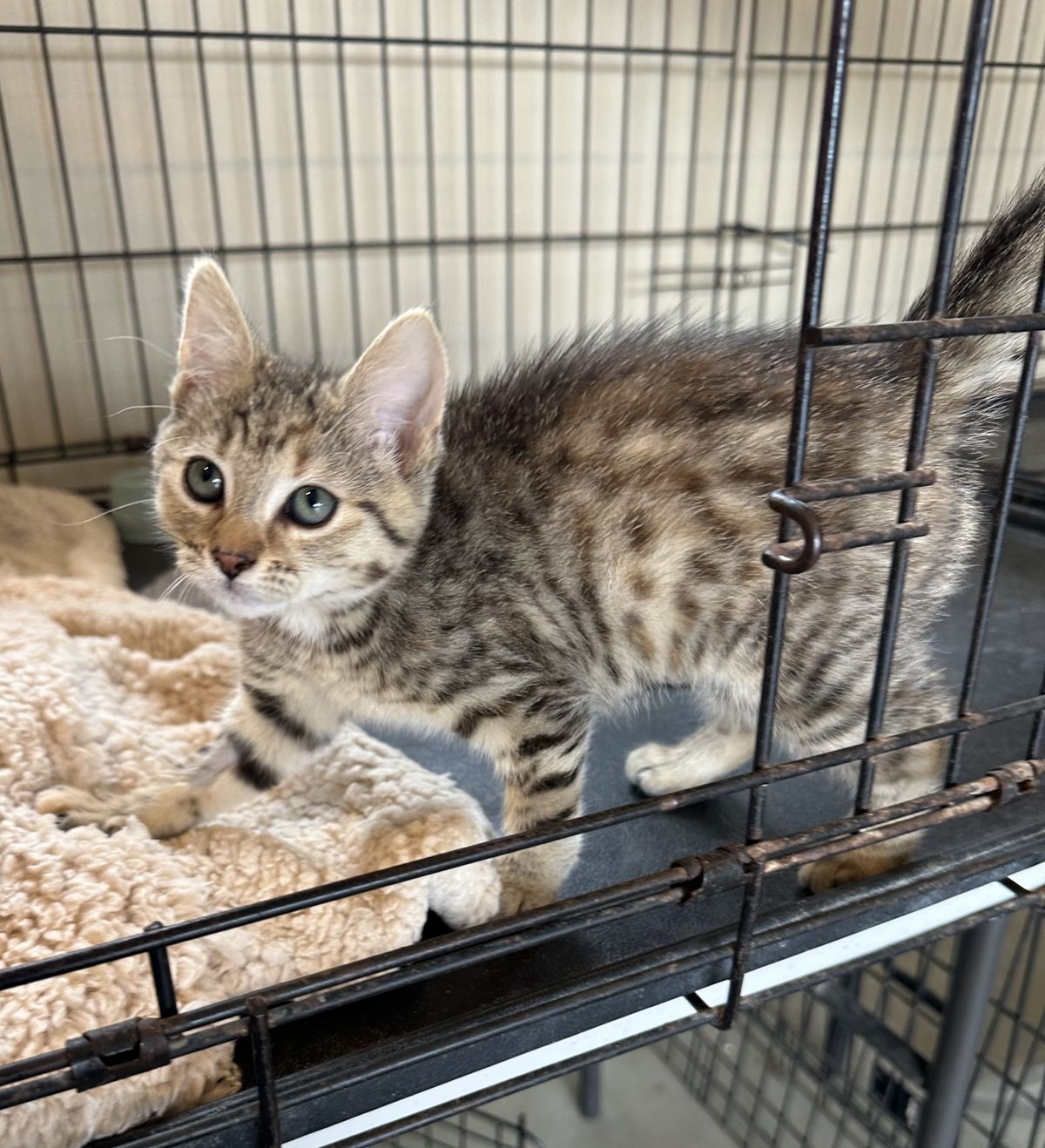 Gallery image: Ember