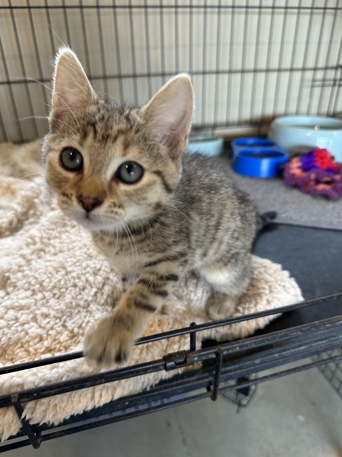 Gallery image: Ember