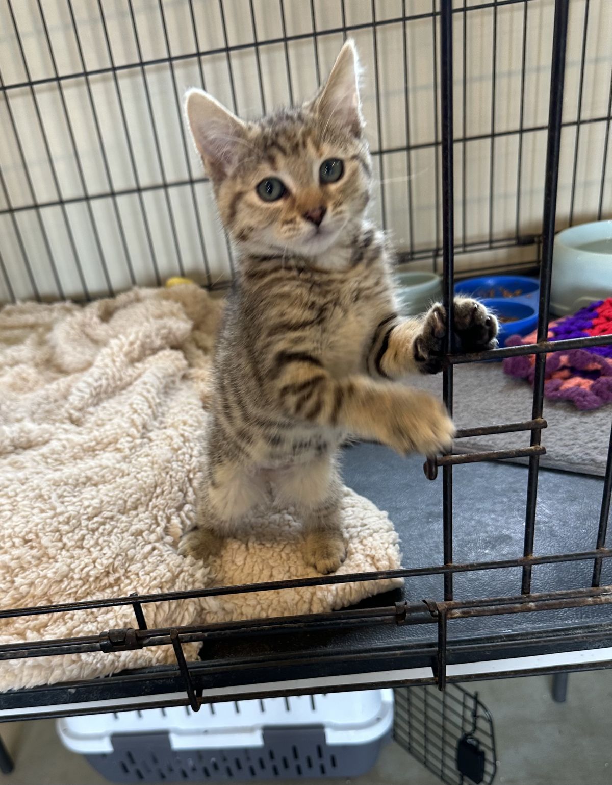 Gallery image: Ember