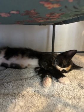 Gallery image: Sunshine