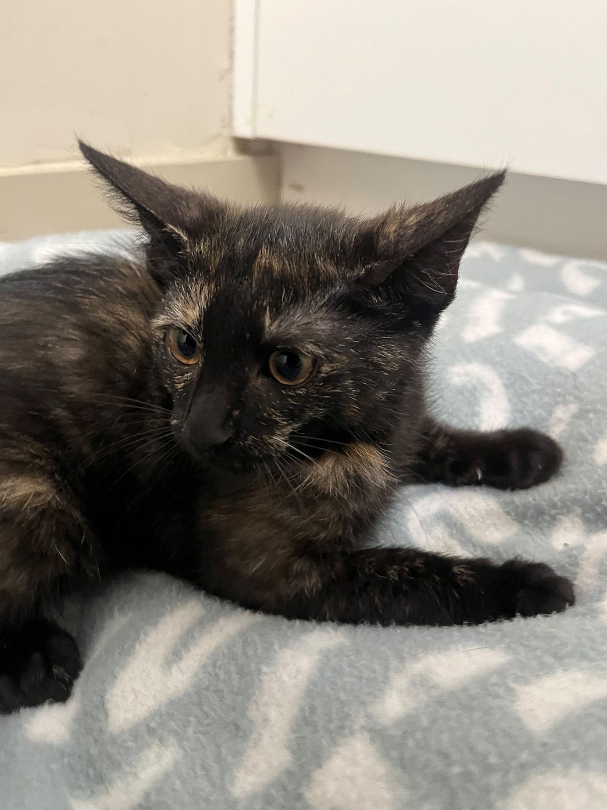 Gallery image: Mini Mac 