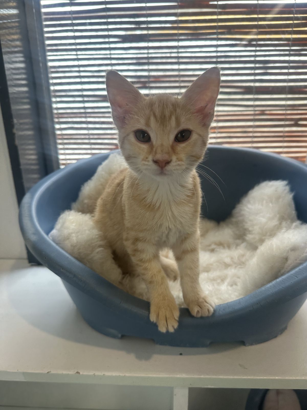 Gallery image: Memphis