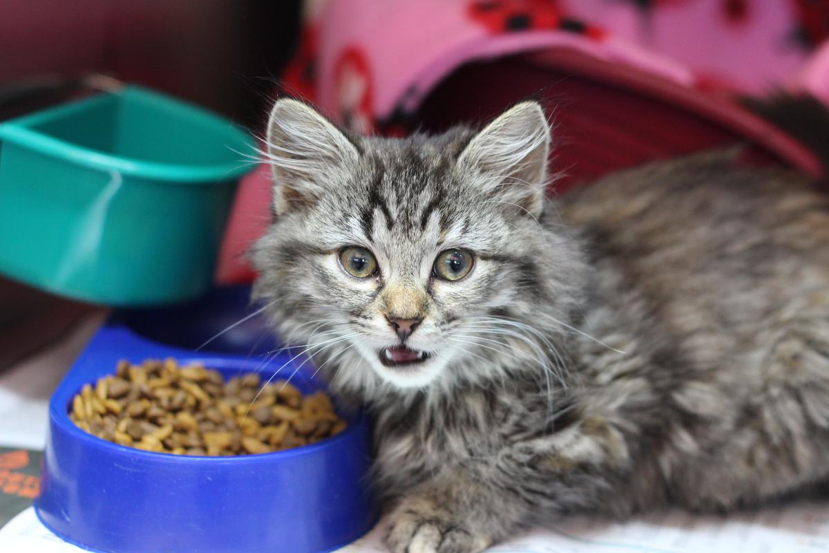 SPCA Community Pet Pantry