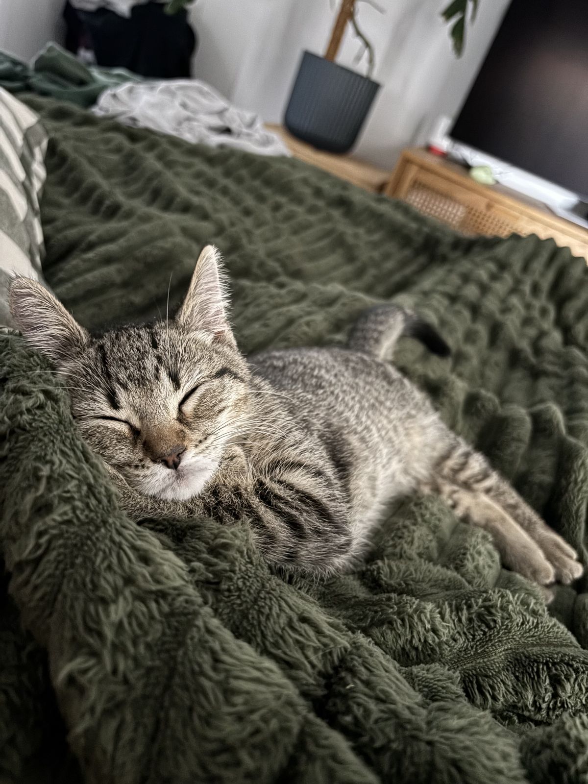 Gallery image: Dobby