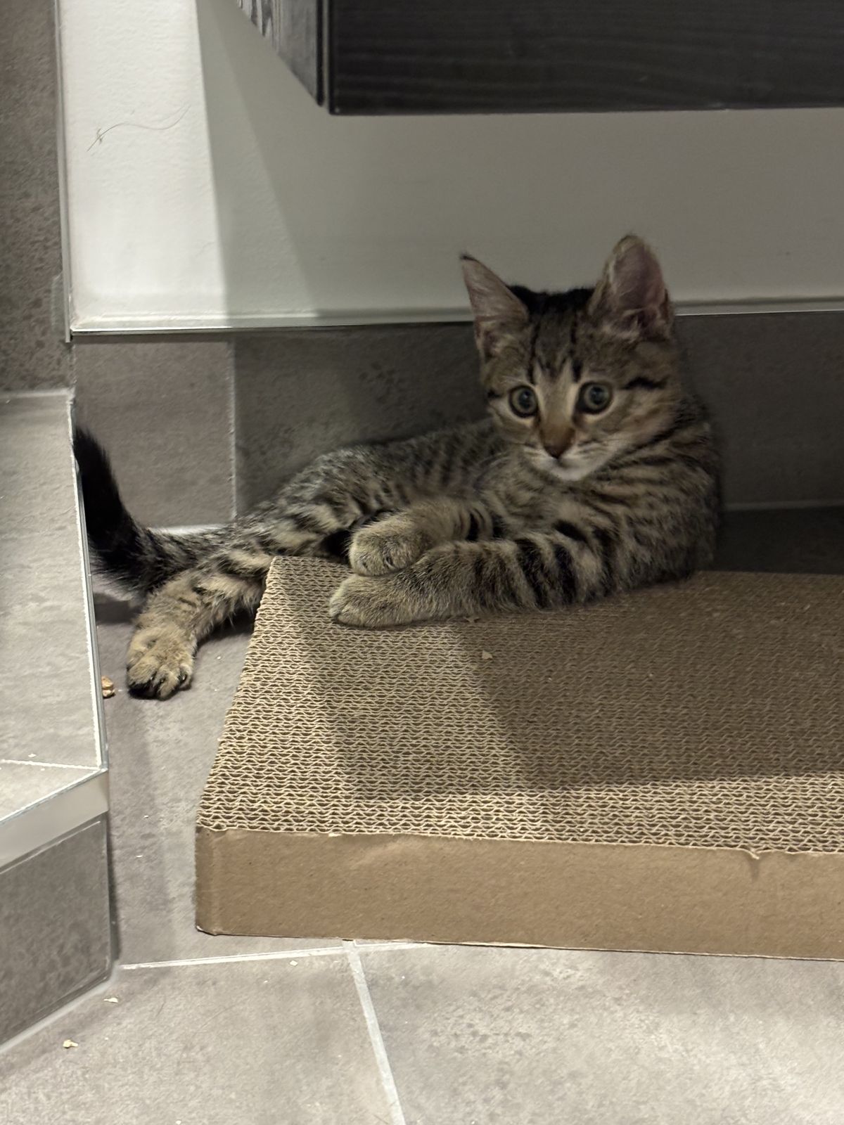 Gallery image: Dobby