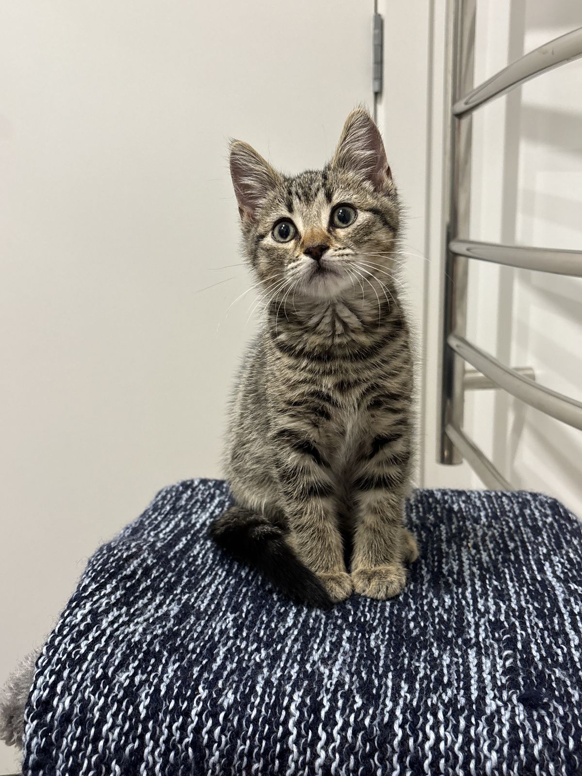 Gallery image: Dobby