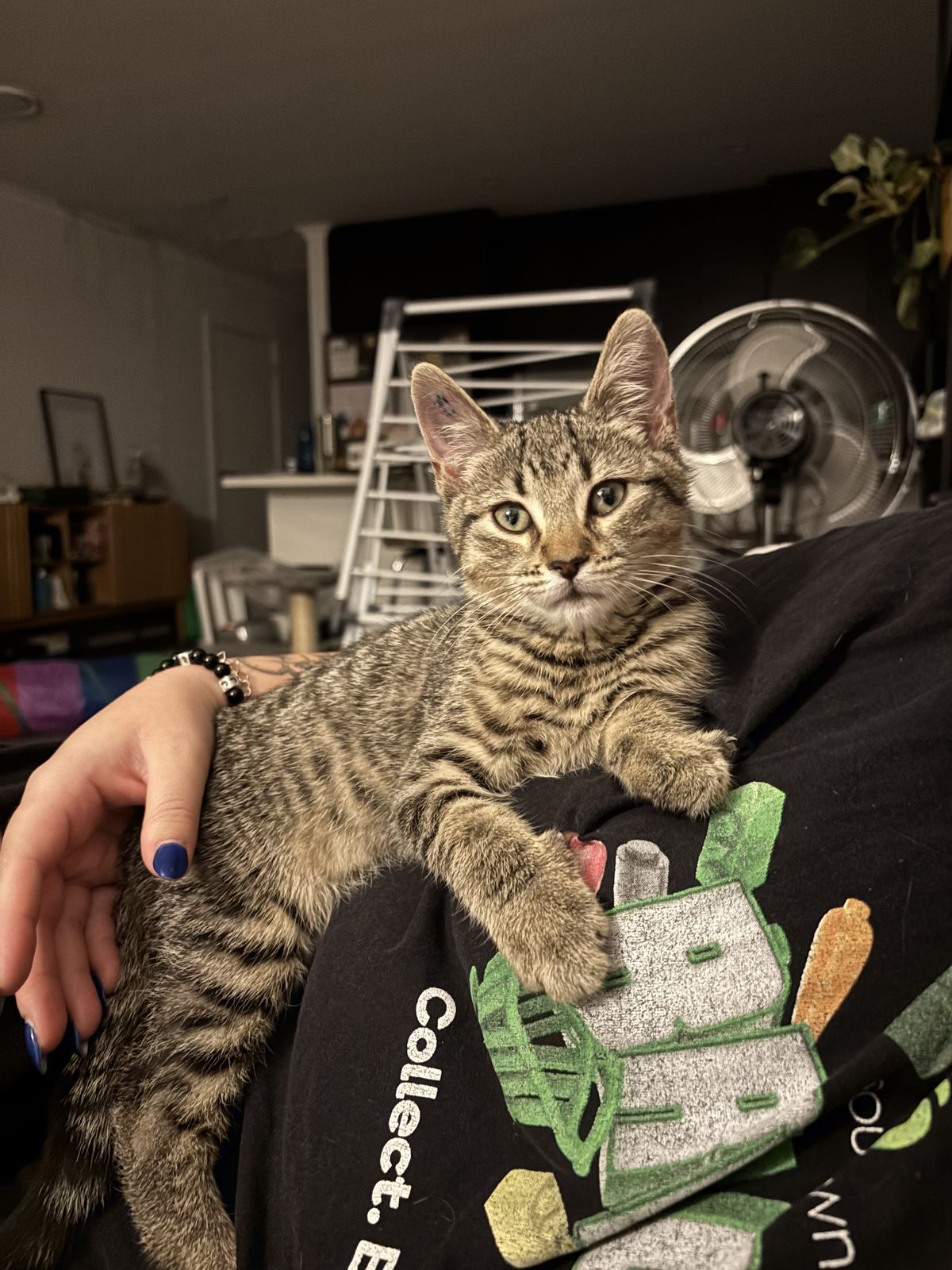 Gallery image: Dobby