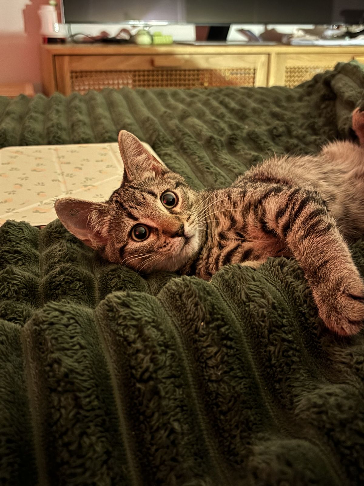 Gallery image: Dobby