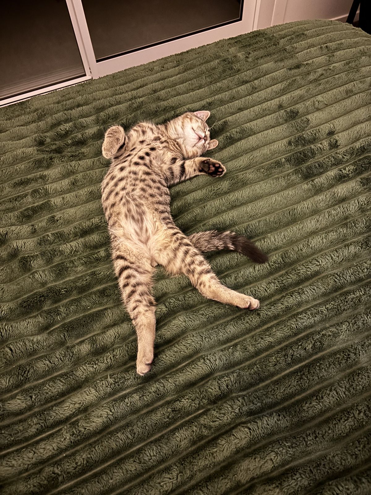 Gallery image: Dobby