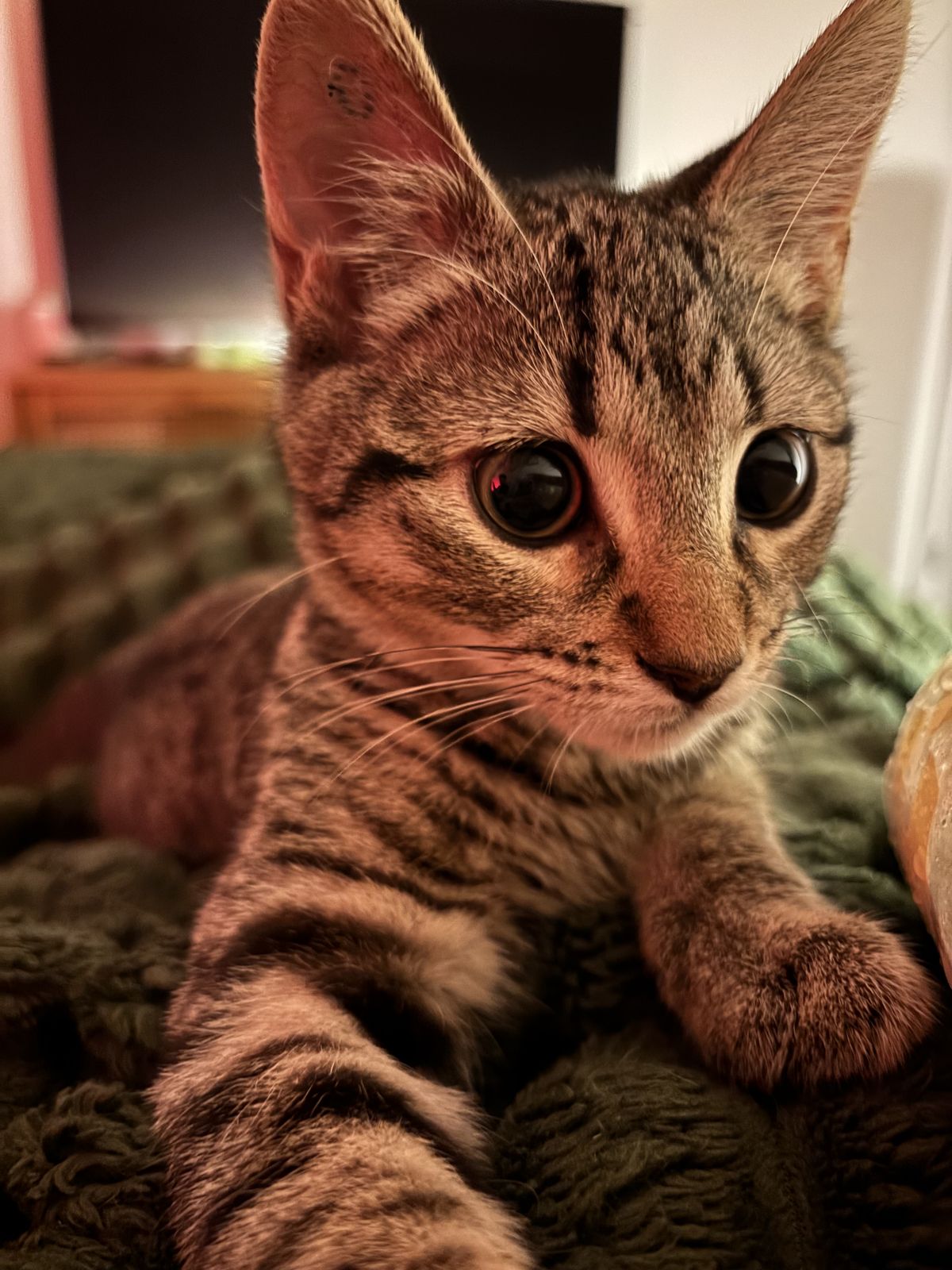 Gallery image: Dobby