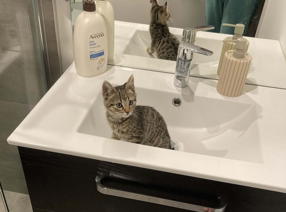 Gallery image: Dobby