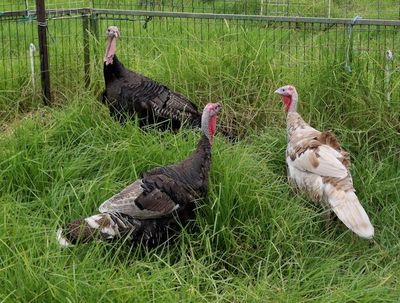 Peanut, Butter & Jelly