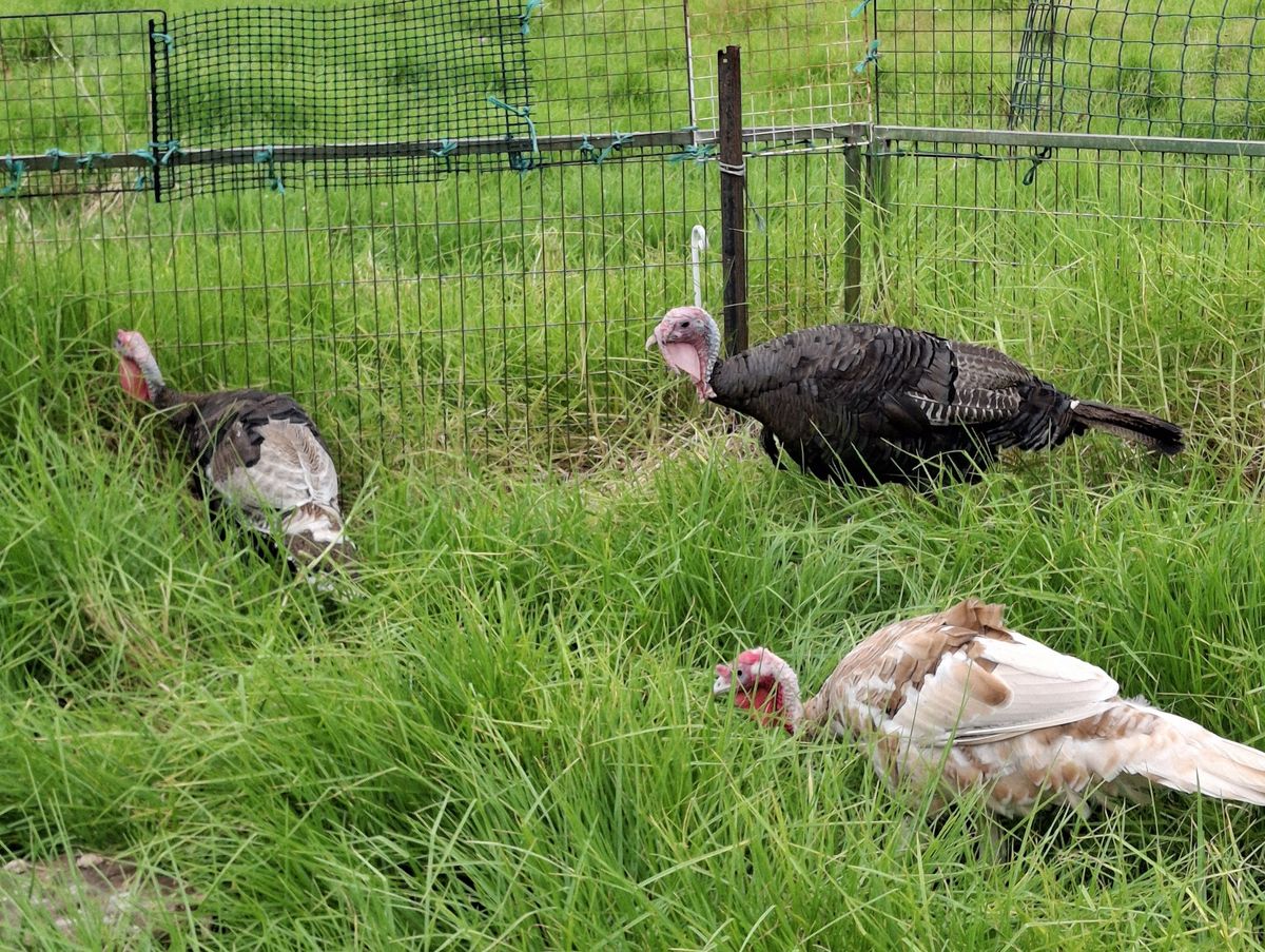 Gallery image: Peanut, Butter & Jelly