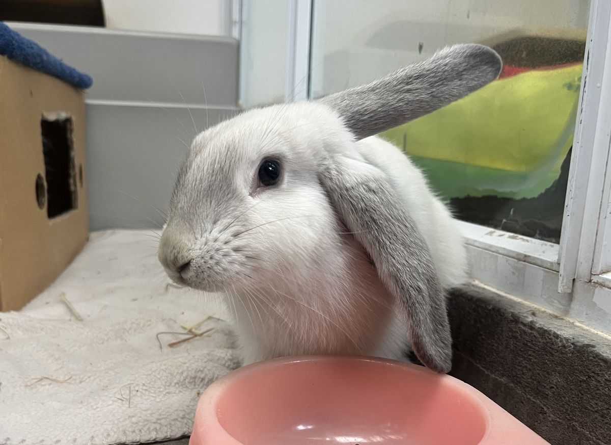 Gallery image: Flint