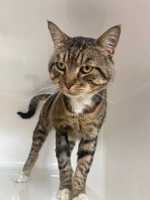 Gallery image: Brain