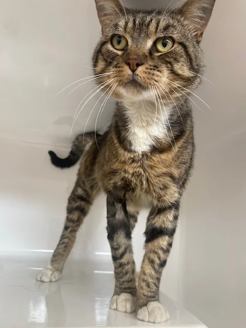 Gallery image: Brain