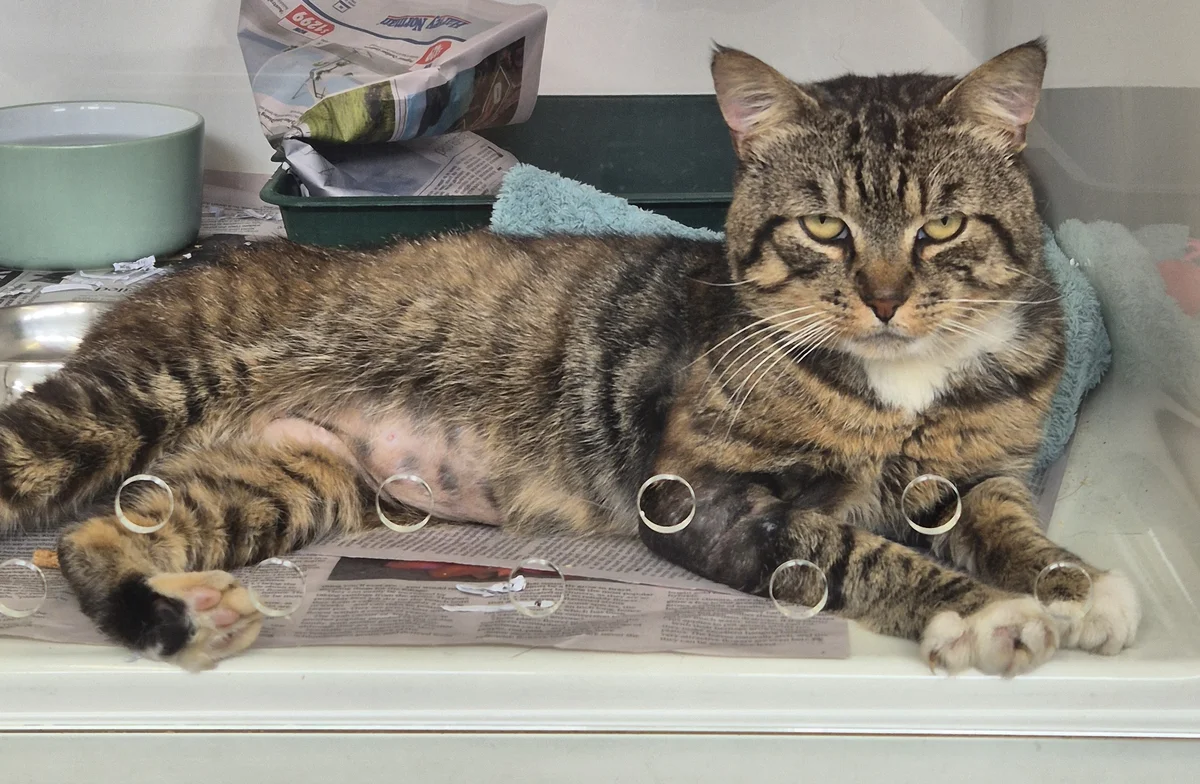 Gallery image: Brain