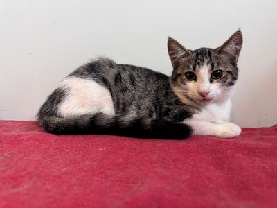 Ally - Domestic Short Hair