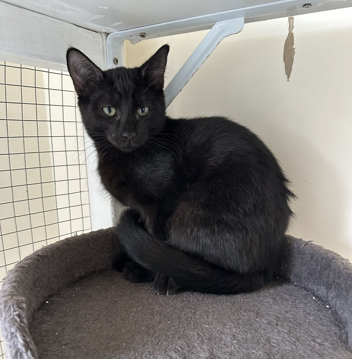 Gallery image: Mickey