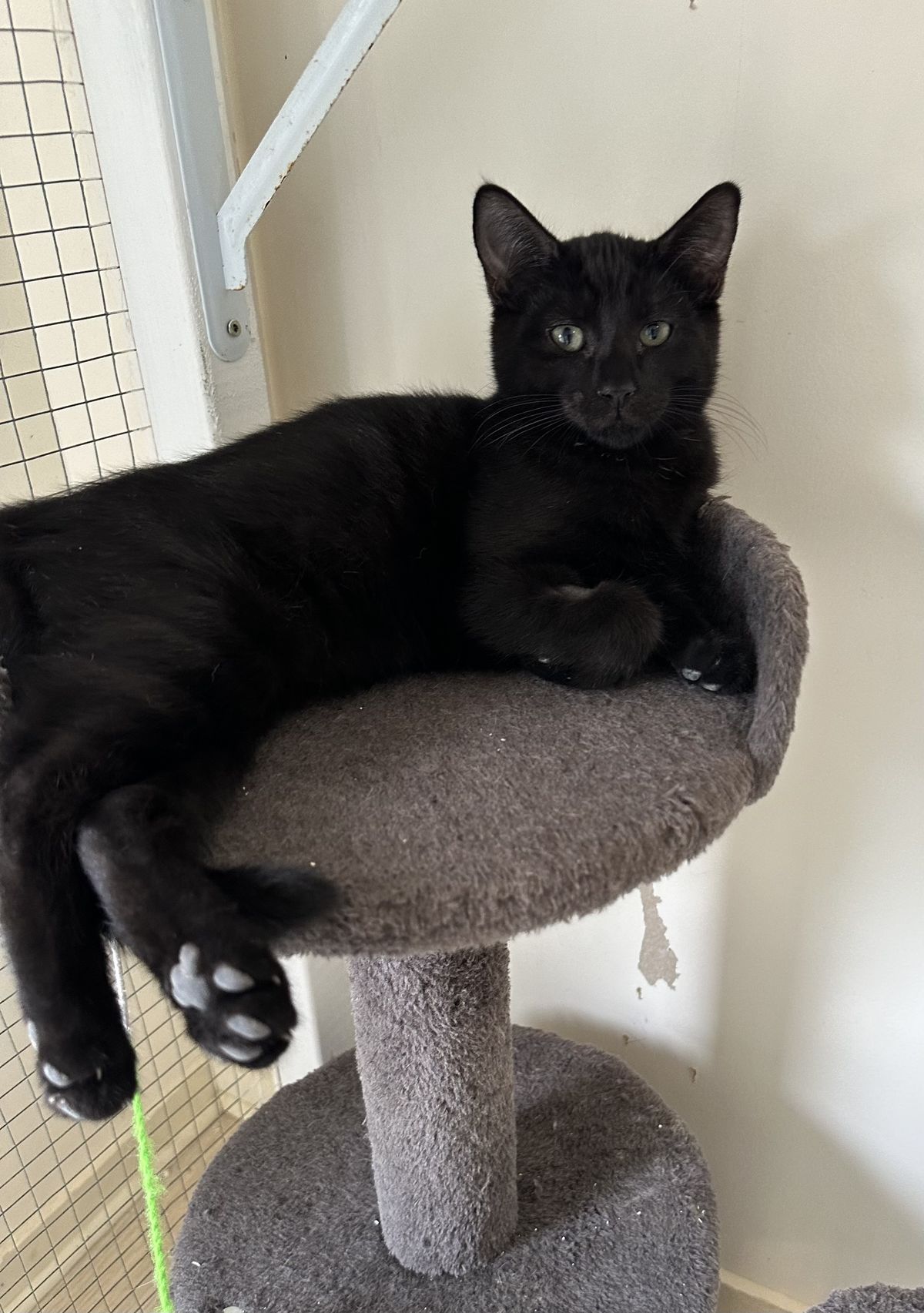 Gallery image: Mickey