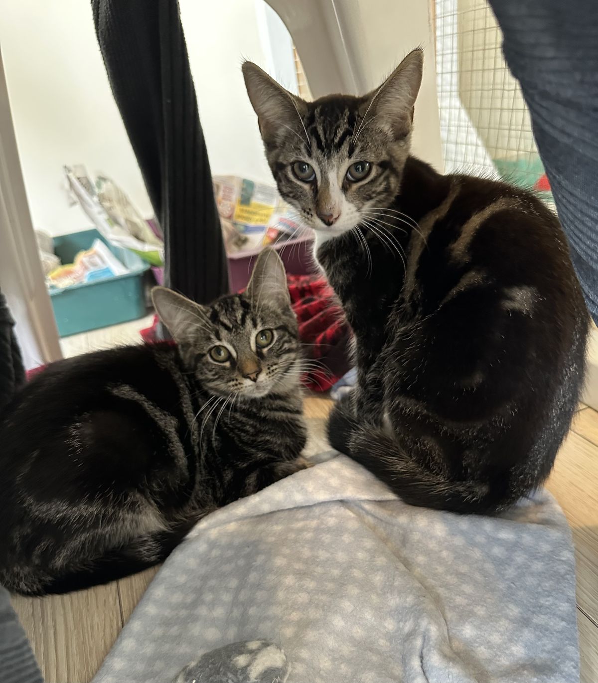 Gallery image: Mouse