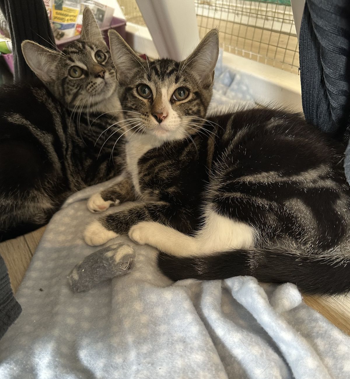 Gallery image: Mouse