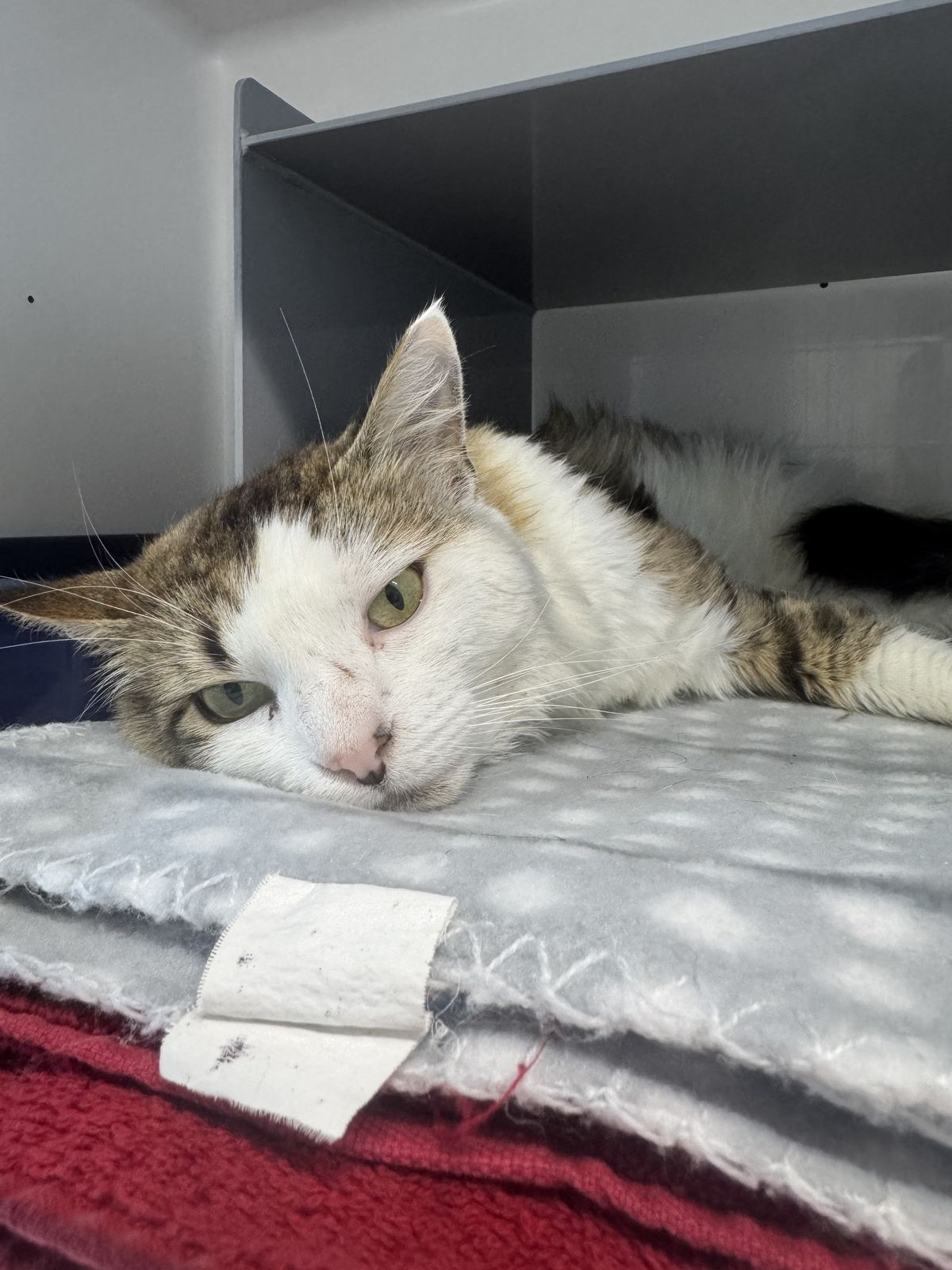 Gallery image: Pixel