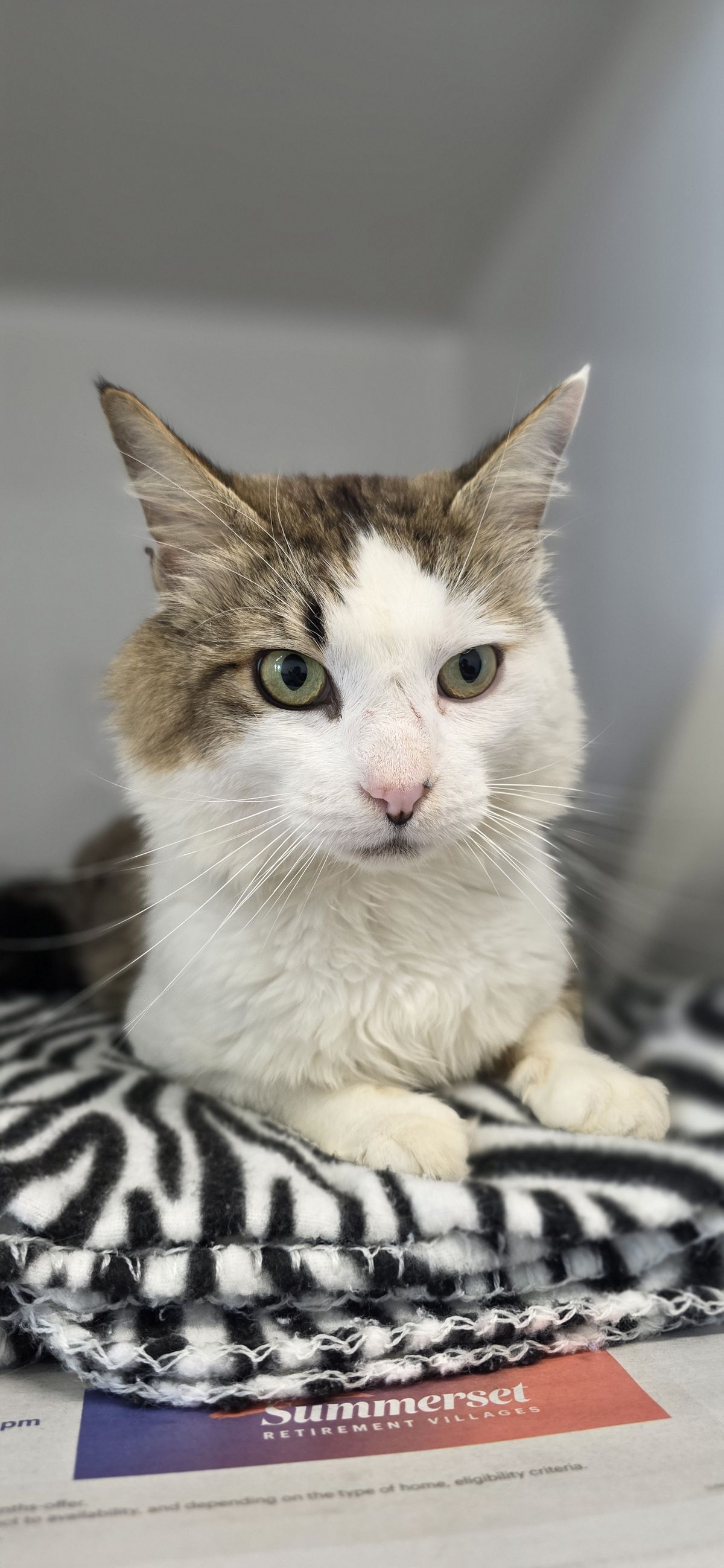 Gallery image: Pixel