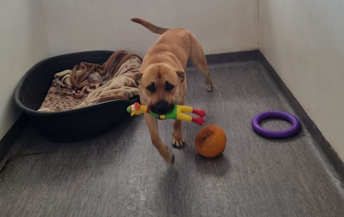 Gallery image: Chase