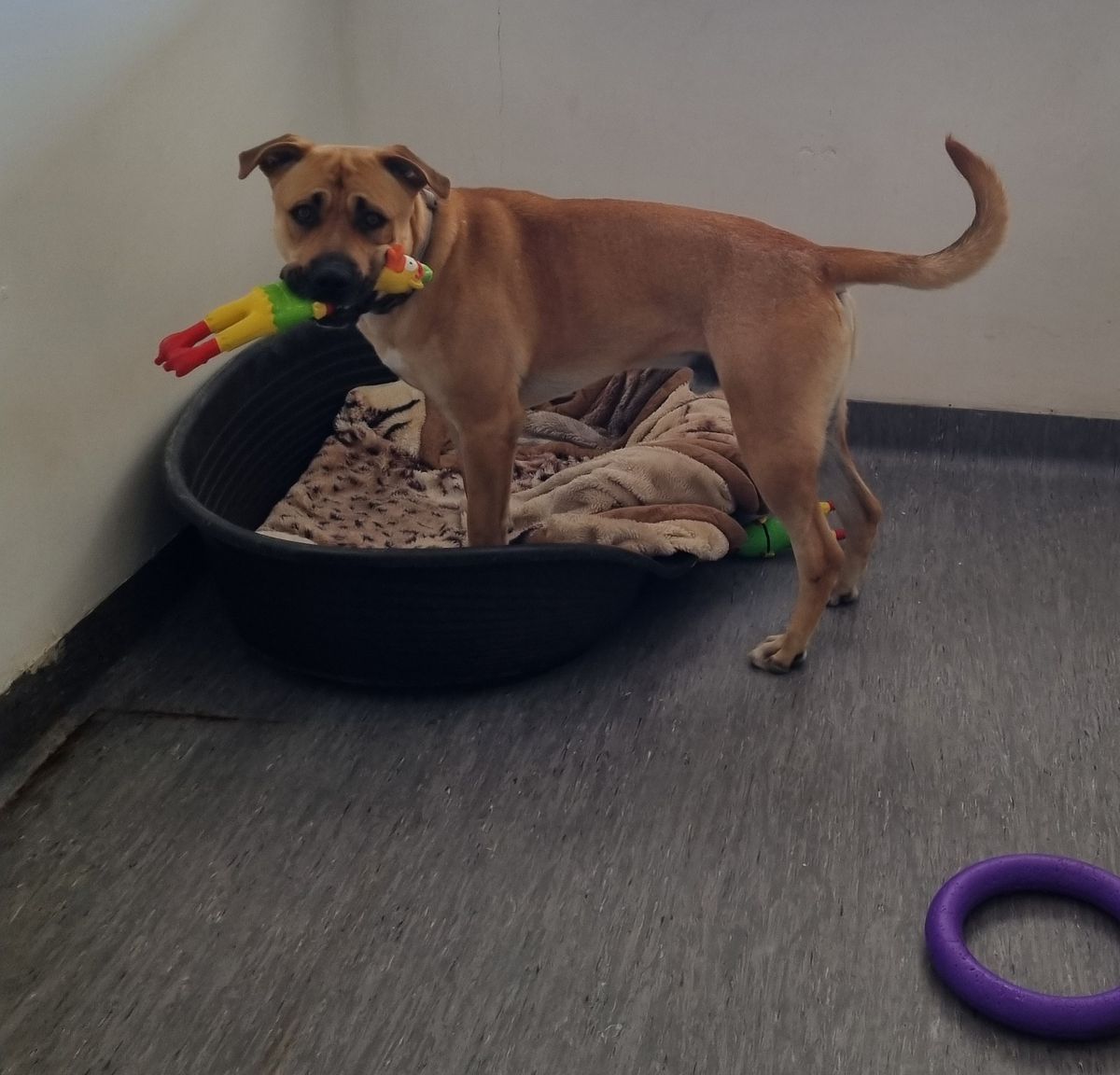 Gallery image: Chase