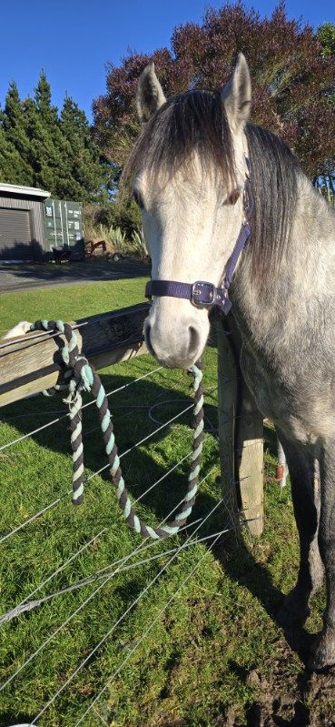 Gallery image: Sterling